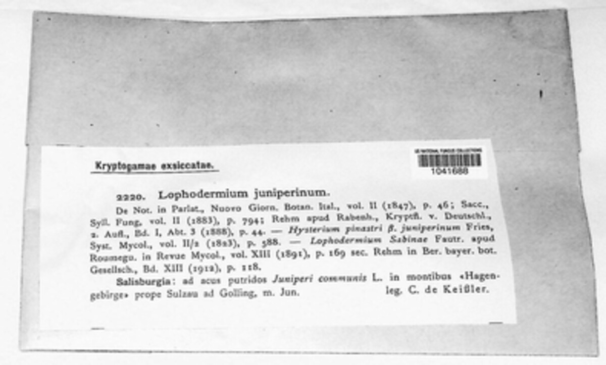 Lophodermium juniperinum image